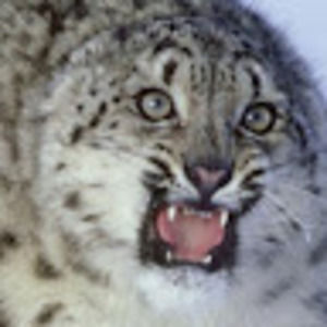 Meet your Posher, Paul